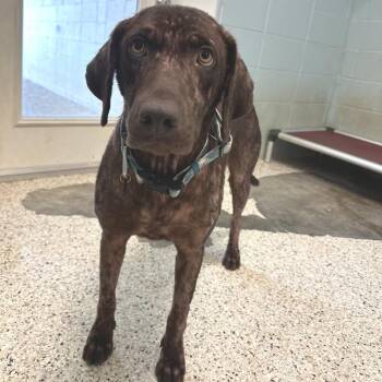 Dahlia 6308 -  Chocolate Labrador Retriever Dog for Adoption in Loxahatchee Groves, Florida - Dahlia 6308 | PetCurious