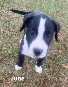June -  Retriever Dog for Adoption in Glocester, Rhode Island - June | PetCurious