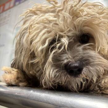 churro -  Poodle and Mixed Breed Dog for Adoption in Yuma, Arizona - Churro | PetCurious