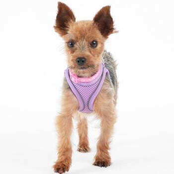 Laura Garcia 14312 -  Yorkshire Terrier Dog for Adoption in San Francisco, California - Laura Garcia 14312 | PetCurious