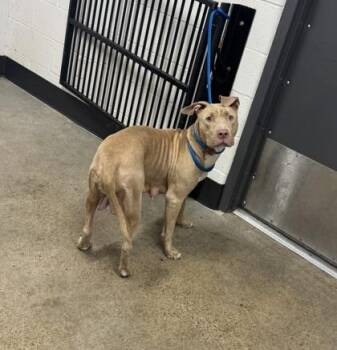 Nyla -  Pit Bull Terrier Dog for Adoption in Cleveland, Ohio - Nyla | PetCurious