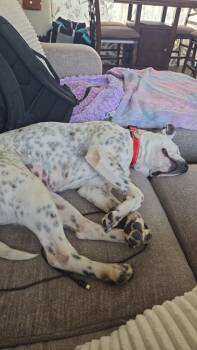 Australian Cattle Dog Blue Heeler and Terrier Dogs Available for Adoption in Millcreek, Utah - Blue Cheese | PetCurious