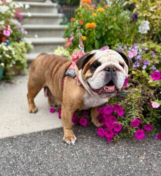 Cutie Cupcake -  English Bulldog Dog for Adoption in East Greenville, Pennsylvania - Cutie Cupcake | PetCurious