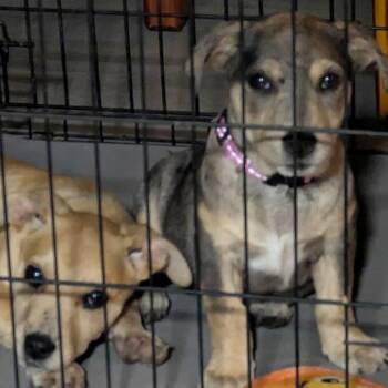 Dachshund and Mixed Breed Dogs Available for Adoption - Amaru | PetCurious