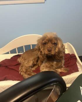 Cocker Spaniel Dogs Available for Adoption in Livonia, Michigan - Tequila  | PetCurious