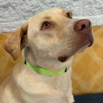Pooh Bear -  Labrador Retriever Dog for Adoption in Bethel, Connecticut - Pooh Bear | PetCurious