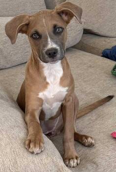 Rescue Pit Bull Terrier Dogs for Adoption in Grand Terrace, California - Princess Poppy Rose | PetCurious