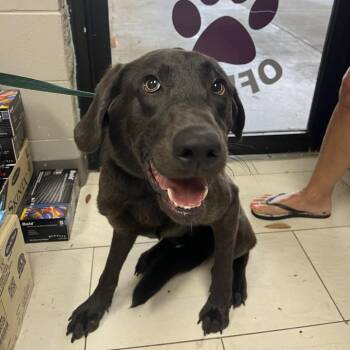 Sadie -  Labrador Retriever Dog for Adoption in Lufkin, Texas - Sadie | PetCurious