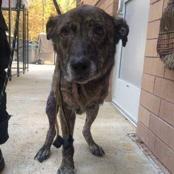 Rescue Mixed Breed Dogs for Adoption in Columbus, Georgia - 12/20/2025-Stray-WarmSpringsRoad | PetCurious