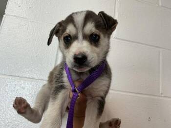 Siberian Husky and Mixed Breed Dogs Available for Adoption in San Bernardino, California - STARFIRE | PetCurious