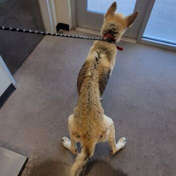 Mixed Breed Dogs Available for Adoption in Las Cruces, New Mexico - 106930 | PetCurious
