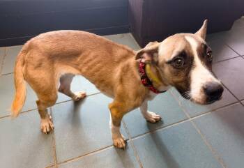 Hubble -  Mixed Breed Dog for Adoption in Nashville, Tennessee - Hubble | PetCurious