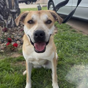 Rescue Yellow Labrador Retriever Dogs for Adoption in Oklahoma City, Oklahoma - Dusty Richard | PetCurious