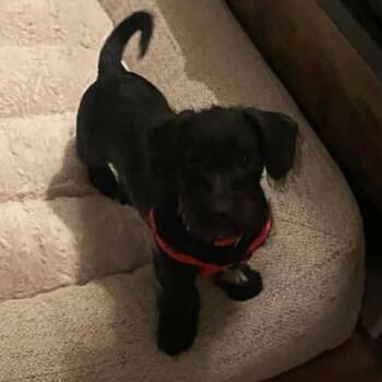 Miniature Schnauzer and Terrier Dogs Available for Adoption - Scooby  | PetCurious