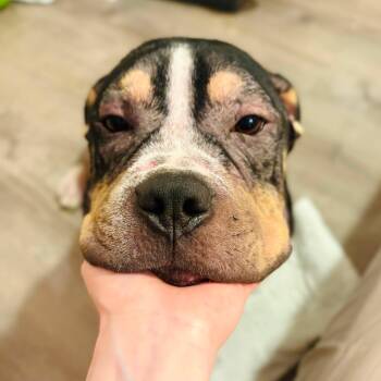 Bear -  Pit Bull Terrier Dog for Adoption in Arlee, Montana - Bear | PetCurious