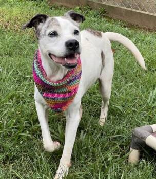 Grandma $25 -  Mixed Breed Dog for Adoption in Seneca, South Carolina - Grandma $25 | PetCurious