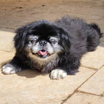 Rescue Pekingese Dogs for Adoption in Glenelg, Maryland - Smooches | PetCurious