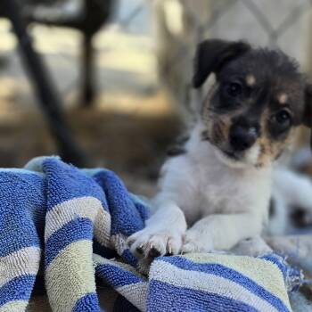 Ravioli -  Yorkshire Terrier and Rat Terrier Dog for Adoption in Athens, Alabama - Ravioli | PetCurious