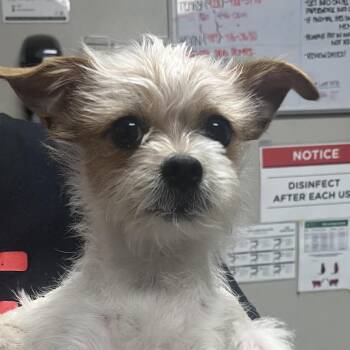Tontin -  Terrier and Chihuahua Dog for Adoption in Yuma, Arizona - Tontin | PetCurious