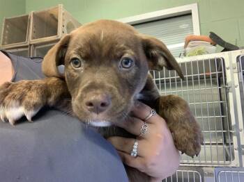 American Staffordshire Terrier and Mixed Breed Dogs Available for Adoption in Grand Prairie, Texas - AURORA | PetCurious