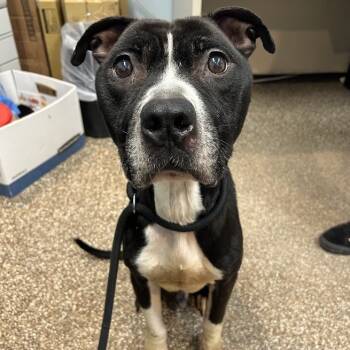 Rescue Pit Bull Terrier Dogs for Adoption in Lyndhurst, Virginia - Sebastian | PetCurious