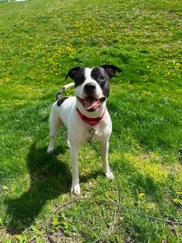 Jonesy (Joe) -  Pit Bull Terrier Dog for Adoption in Indianapolis, Indiana - Jonesy (Joe) | PetCurious