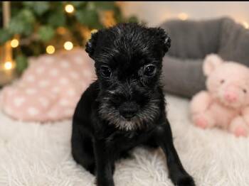Porsche -  Miniature Schnauzer and French Bulldog Dog for Adoption in Brookeville, Maryland - Porsche | PetCurious