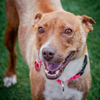 Easter -  Mixed Breed Dog for Adoption in Los Angeles, California - Easter | PetCurious