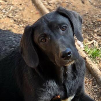 Coonhound and Terrier Dogs Available for Adoption - Bodine | PetCurious
