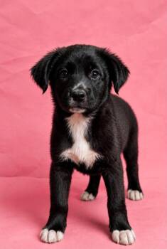Marimba -  Border Collie Dog for Adoption in New Baltimore, Michigan - Marimba | PetCurious