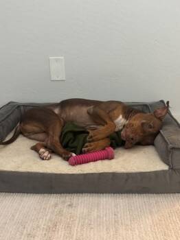 Cesar -  Mixed Breed Dog for Adoption in Largo, Florida - Cesar | PetCurious