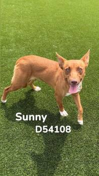 Terrier Dogs Available for Adoption in Clarksville, Tennessee - Sunny | PetCurious