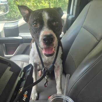 Ravin -  Mixed Breed Dog for Adoption in Lake Panasoffkee, Florida - Ravin | PetCurious