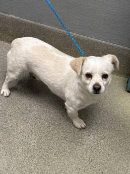 Dachshund and Chihuahua Dogs Available for Adoption in Las Vegas, Nevada - SCOOTER | PetCurious