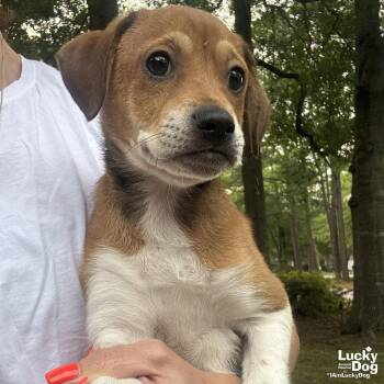 Beagle and Dachshund Dogs Available for Adoption in Washington, District Of Columbia - Callie | PetCurious