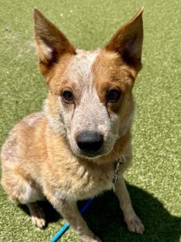 Jack -  Mixed Breed Dog for Adoption in Wichita, Kansas - Jack | PetCurious