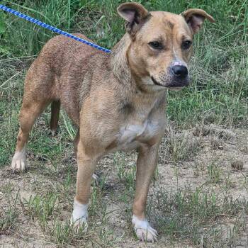 Button -  Mixed Breed Dog for Adoption in Boone, Iowa - Button | PetCurious