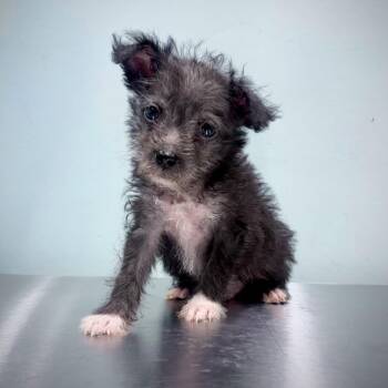 Terrier Dogs Available for Adoption in Portland, Oregon - Obsidian | PetCurious