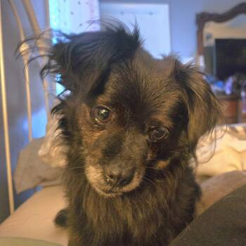 Rescue Pomeranian Dogs for Adoption in Athens, Alabama - Koko | PetCurious