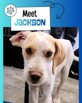 Jackson -  Beagle Dog for Adoption in Sulphur, Kentucky - Jackson | PetCurious