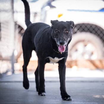 Labrador Retriever and German Shepherd Dog Dogs Available for Adoption - KUZO | PetCurious