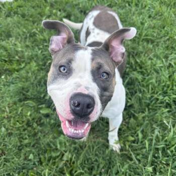 Bella -  American Staffordshire Terrier and English Bulldog Dog for Adoption in Mount Vernon, Indiana - Bella | PetCurious