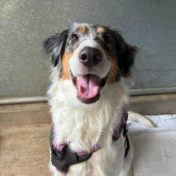Snickerdoodle -  Australian Shepherd and Borzoi Dog for Adoption in St. Helena, California - Snickerdoodle | PetCurious