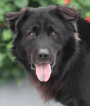 Shadow von Stavern -  German Shepherd Dog Dog for Adoption in Los Angeles, California - Shadow Von Stavern | PetCurious