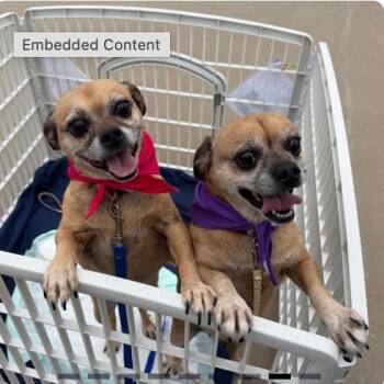 Gracie -  Pug and Mixed Breed Dog for Adoption in Spring Hill, Kansas - Gracie | PetCurious