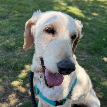 Landry -  Poodle and Mixed Breed Dog for Adoption in Nashville, Tennessee - Landry | PetCurious