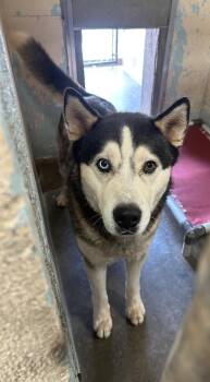 Sunny -  Husky Dog for Adoption in Cottonwood, Arizona - Sunny | PetCurious