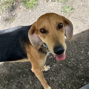 HeyHey -  Hound Dog for Adoption in Newport, North Carolina - HeyHey | PetCurious