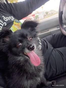 Little Bit pka Fendi -  Pomeranian Dog for Adoption in Dallas, Texas - Little Bit Pka Fendi | PetCurious