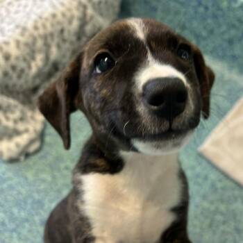 Nyx -  Mixed Breed Dog for Adoption - Nyx | PetCurious